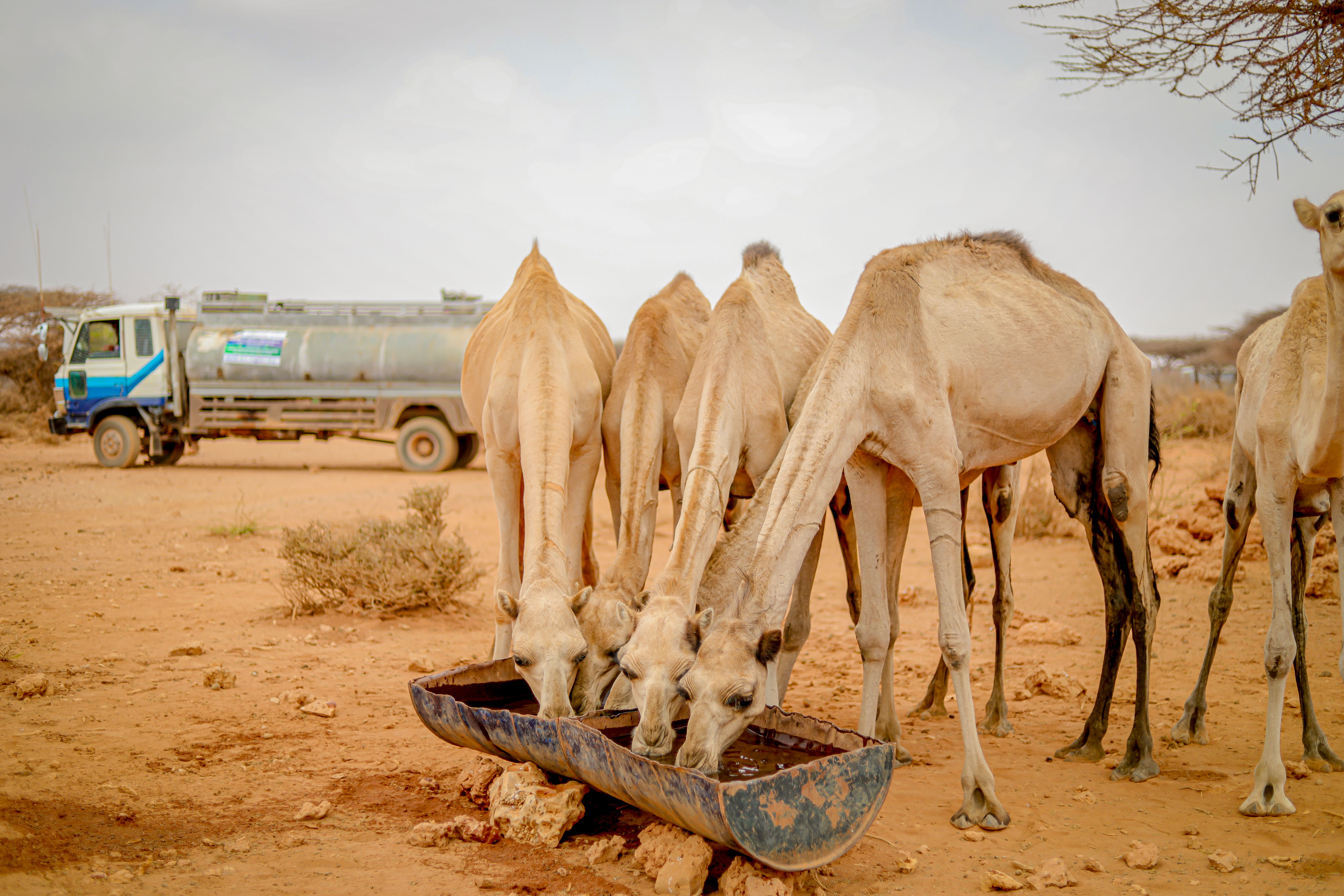 A group of camels in Somalia drink from a trough near a water tanker in a dry, arid landscape.