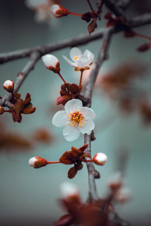 White Cherry Blossom In Close Up Photography