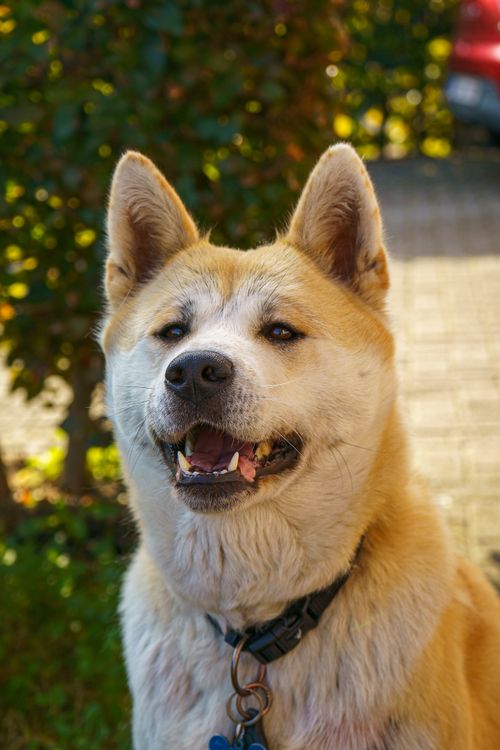 Free A happy Akita dog in a sunlit garden in Lille, Flanders, Belgium. Stock Photo
