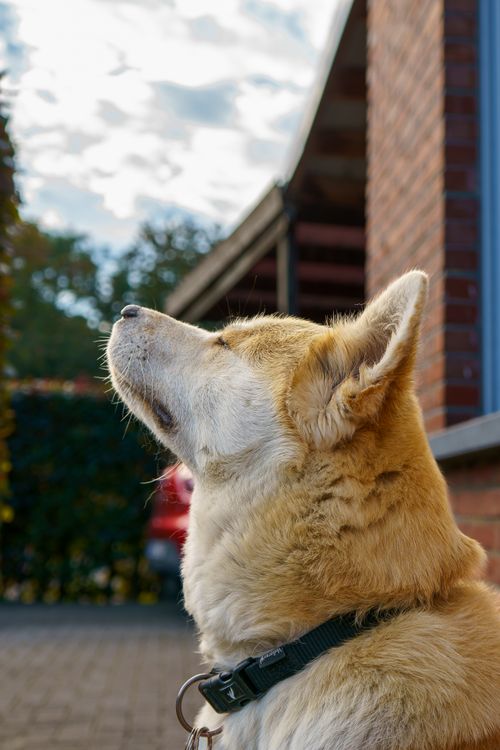 Free Shiba Inu looking skyward outdoors near a brick building in Lille, Belgium. Stock Photo