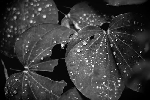 Free Monochrome image of leaves covered in water droplets, showcasing texture and detail. Stock Photo