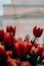 在俄罗斯圣彼得堡舒适的春日里，雨点落在红色郁金香的窗户上