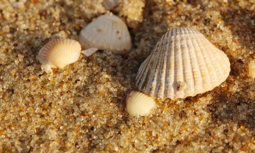 Free Detailed close-up of seashells nestled in sand grains on a sunny beach. Stock Photo