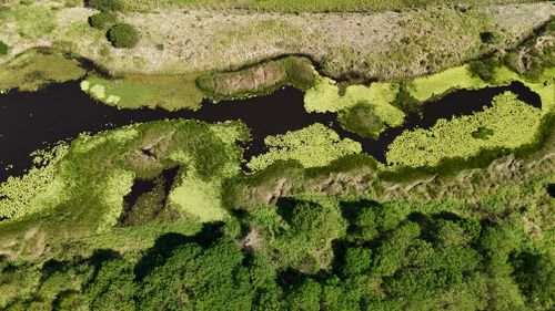 Free Aerial photograph of a lush green wetland area with vegetation and water features in Brazil. Stock Photo