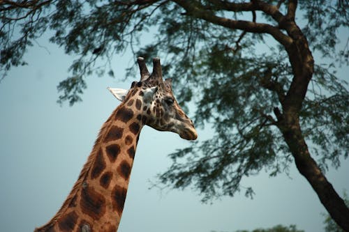 Gratis stockfoto met afrika, afrikansk vildmark, djur