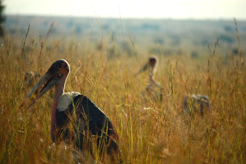 Gratis stockfoto met afrika, afrikansk vildmark, djur