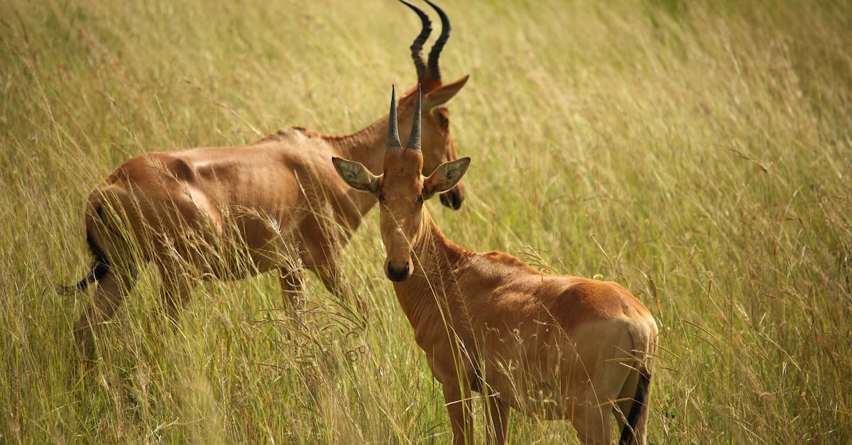 Animals On Grass Field · Free Stock Photo