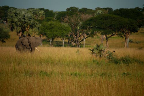 Gratis stockfoto met afrika, afrikansk vildmark, djur