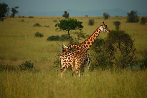 Free Giraffe On Green Grass Field Stock Photo