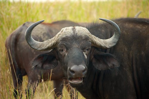 Gratis stockfoto met afrika, afrikansk vildmark, djur