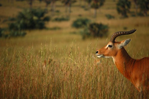 Gratis stockfoto met afrika, afrikansk vildmark, djur