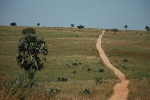 Gratis stockfoto met afrika, afrikansk vildmark, djur