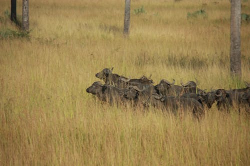 Gratis stockfoto met afrika, afrikansk vildmark, djur