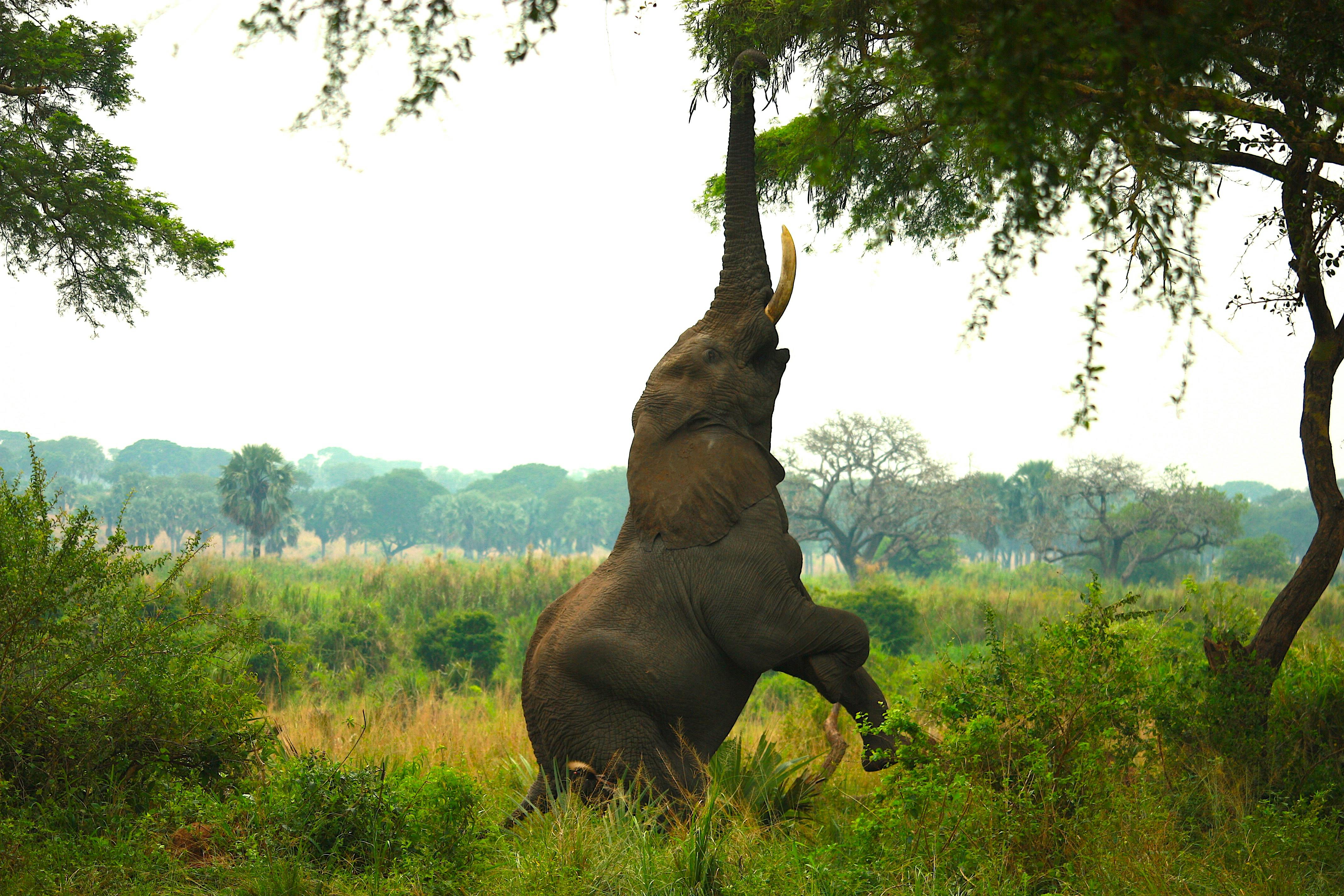 A dramatic capture of an African elephant reaching high into a tree in its natural habitat.