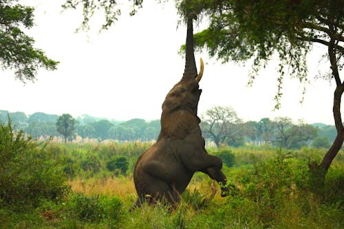 Elephant On Green Grass Field