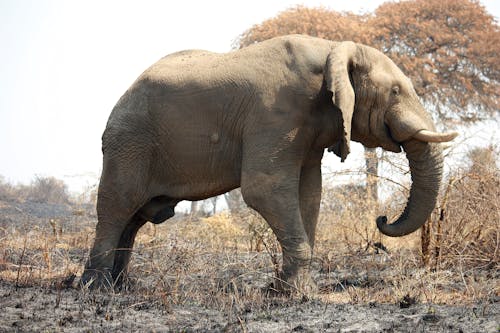 Foto Van Grijze Olifant