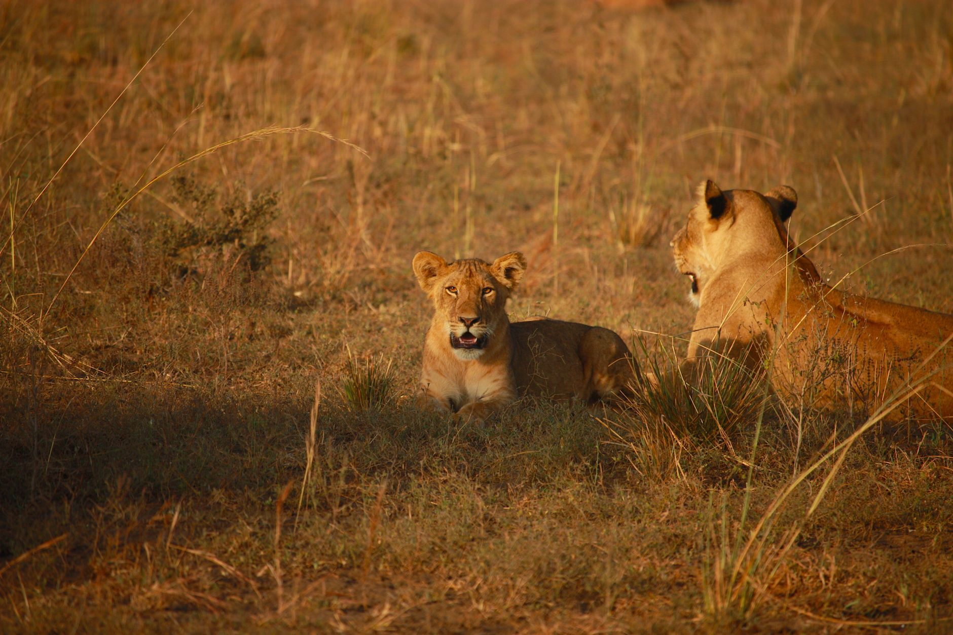 masai mara kenya lion pride savanna game drive sunset africa big five