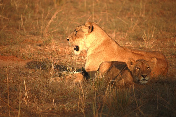 Lioness And Cub On Brown Grass Field