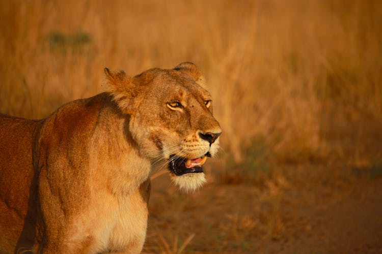 Lioness On Brown Grass Field