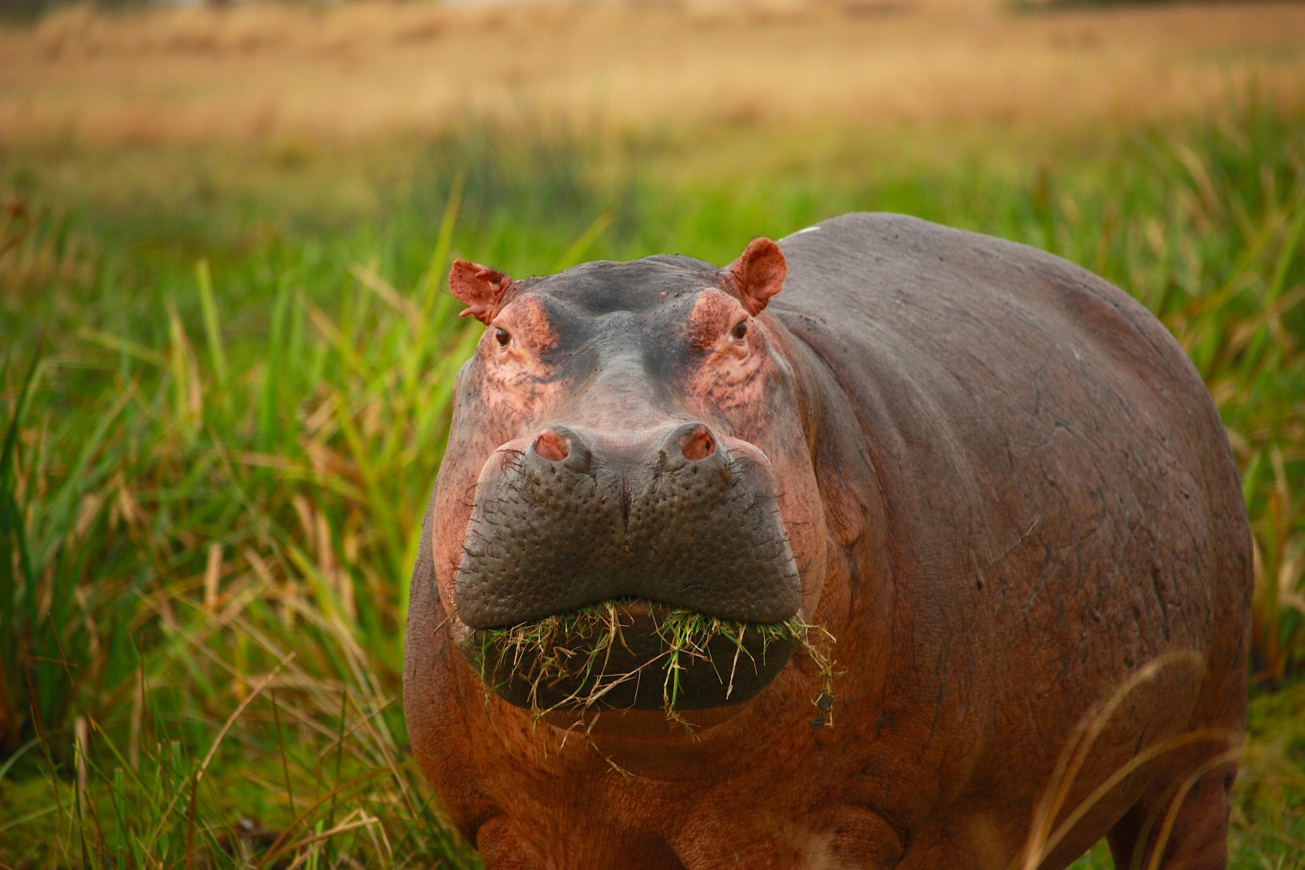 HD wallpaper: Hippopotamus, South Luangwa N.P., Zambia, Animals | Wallpaper  Flare