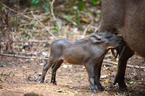 Warthog Piglet Drinking Milk from Mother