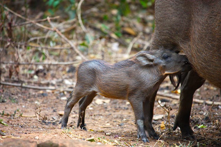 Warthog Piglet Drinking Milk From Mother