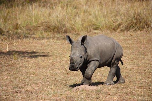 Gratis Rinoceronte Grigio Sul Campo Di Erba Marrone Foto a disposizione