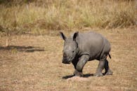 Gray Rhinoceros on Brown Grass Field