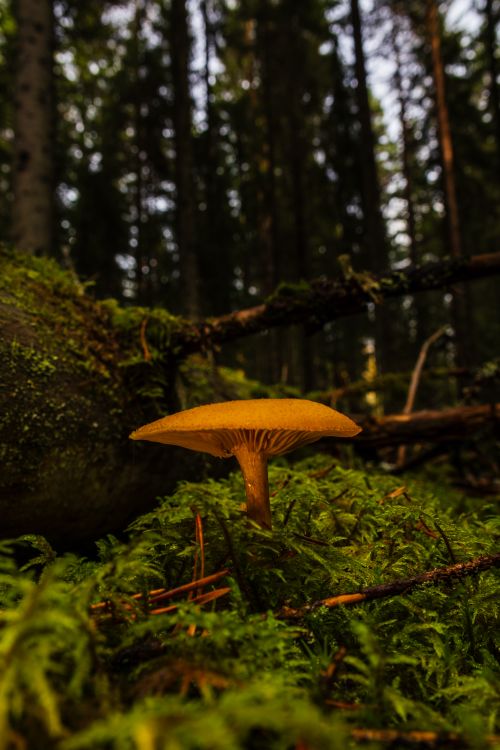 Free Mushroom growing in moss-covered forest floor in Jessheim, Norway. Stock Photo