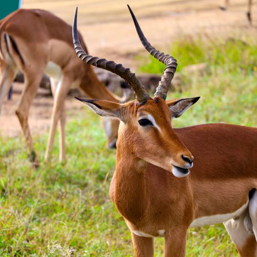 Free Close-up of impalas grazing in open grasslands, showcasing their elegant antlers and natural beauty. Stock Photo