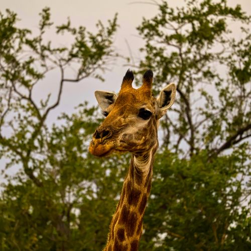 Free Portrait of a giraffe in the wild with a lush green backdrop, showcasing its tall neck and distinctive features. Stock Photo