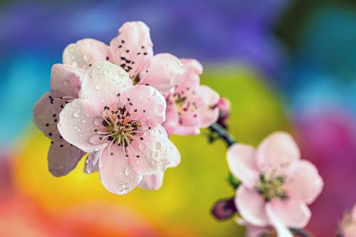 Gratis lagerfoto af blomster, farve, fjeder