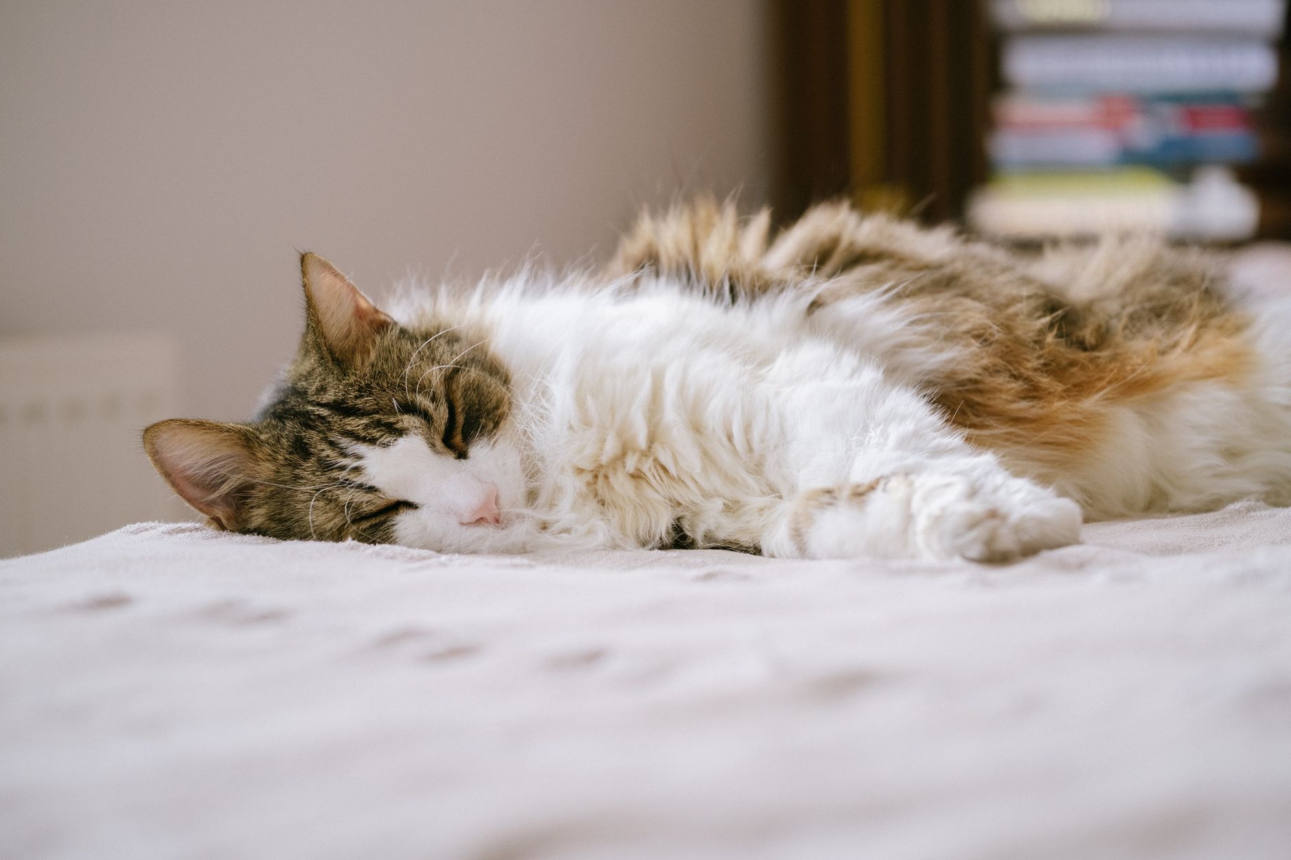 longhaired cat being gently brushed by owner