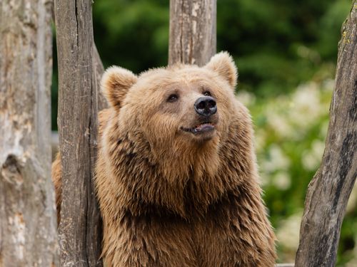 Free A detailed portrait of a brown bear surrounded by wooden logs and greenery. Stock Photo