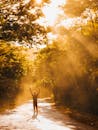 一个男人的剪影走在阳光明媚的林间小路上，周围树木发光，阳光洒落