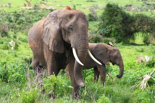 Free Brown Elephants On Green Grass Field Stock Photo