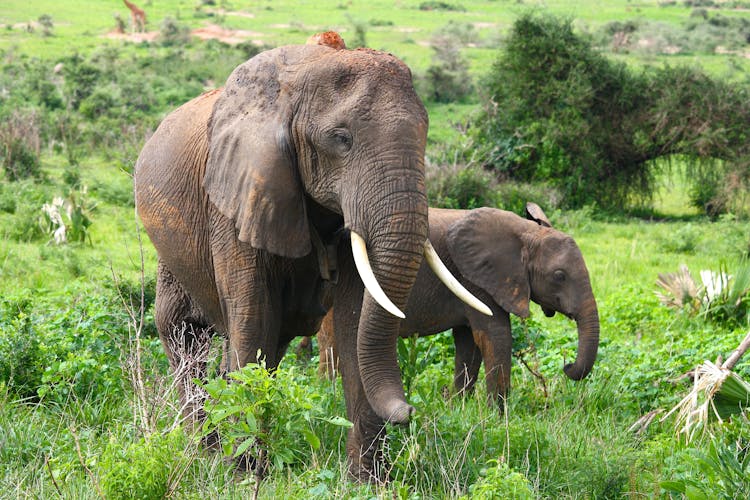 Brown Elephants On Green Grass Field