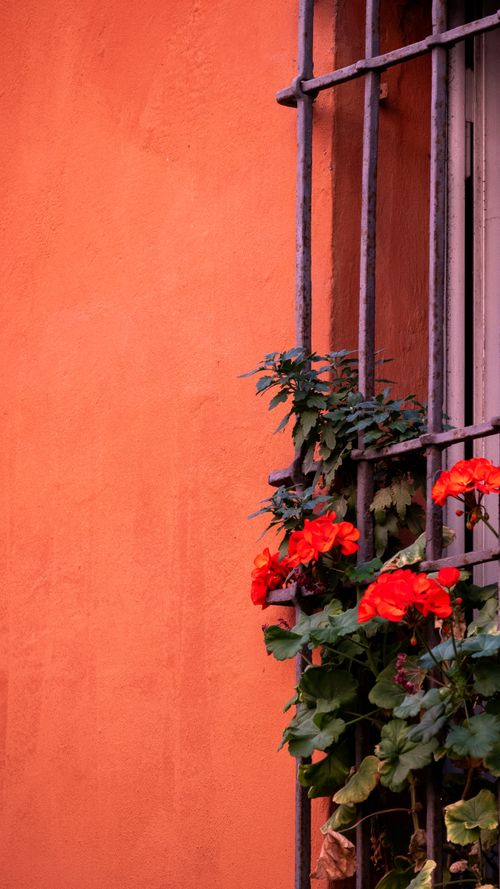 Free A vibrant orange wall with red flowers growing through a metal window grill, capturing the essence of urban nature. Stock Photo