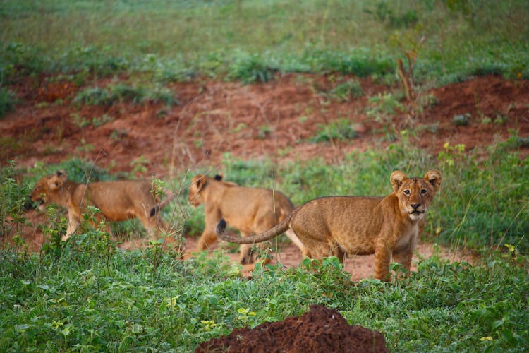 Lion Cubs On Green Grass Field