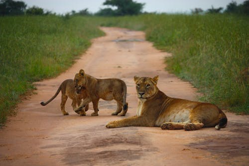 Lions On Lying In The Middle Of A Dirt Road