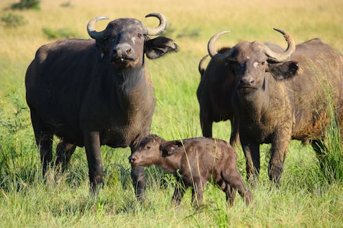 Darmowe zdjęcie z galerii z afrika, afrikansk, afrikansk vildmark