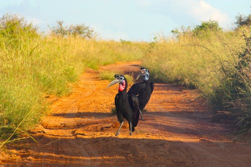 Základová fotografie zdarma na téma afrika, afrikansk, afrikánský vildmark