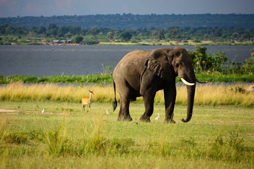 Elephant On Green Grass Field