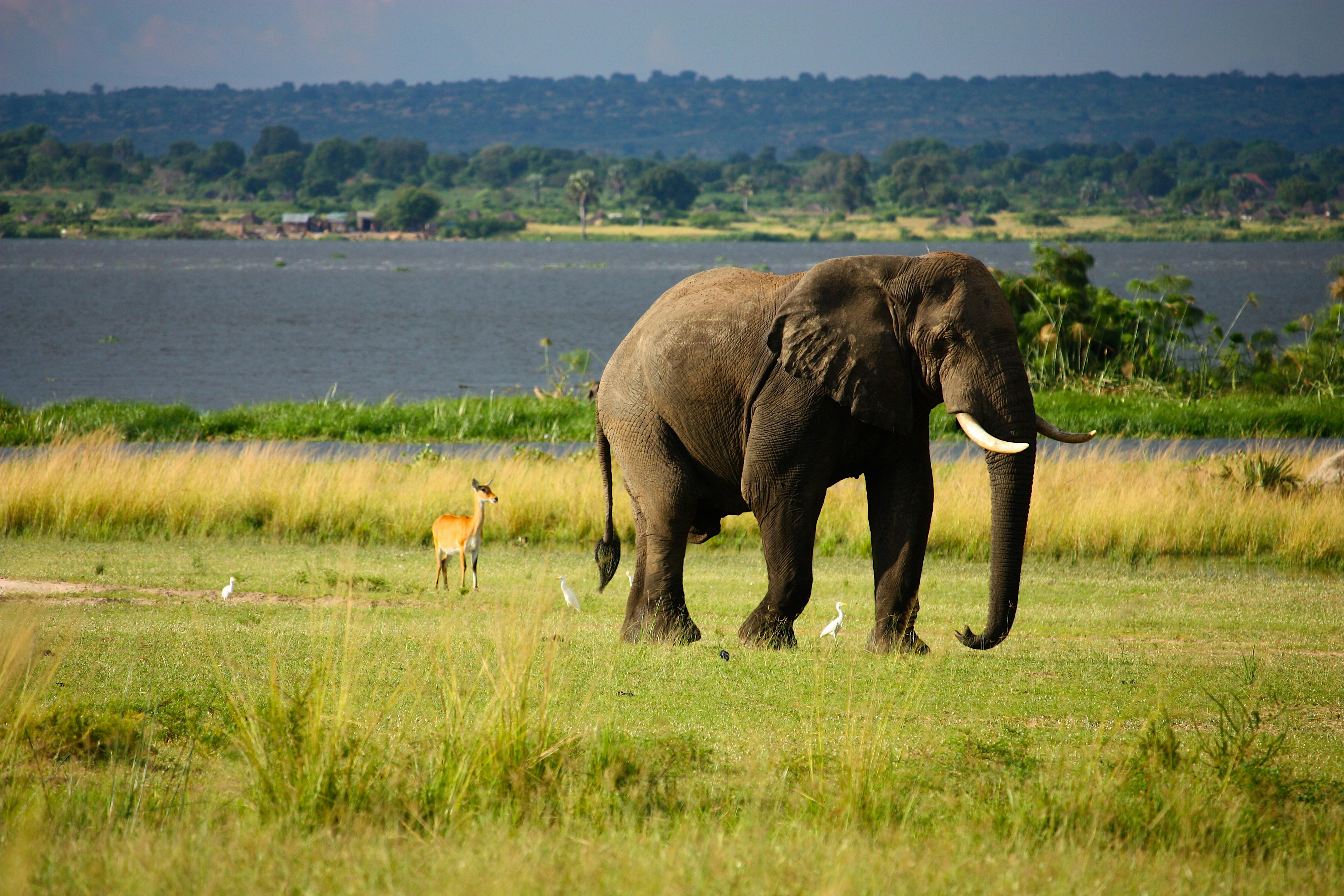 Elephant On Green Grass Field · Free Stock Photo