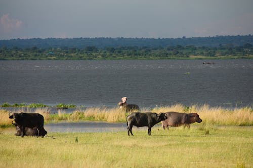 Gratis stockfoto met afrika, afrikansk, afrikansk vildmark