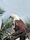 philippine eagle