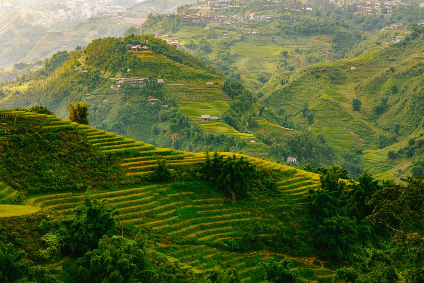 Verdant terraced rice fields on the Sapa hillsides