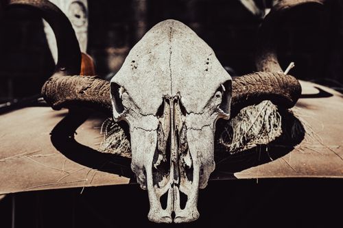 Free A striking image of a weathered animal skull with large curved horns on a rusted surface, highlighting decay and nature's artistry. Stock Photo