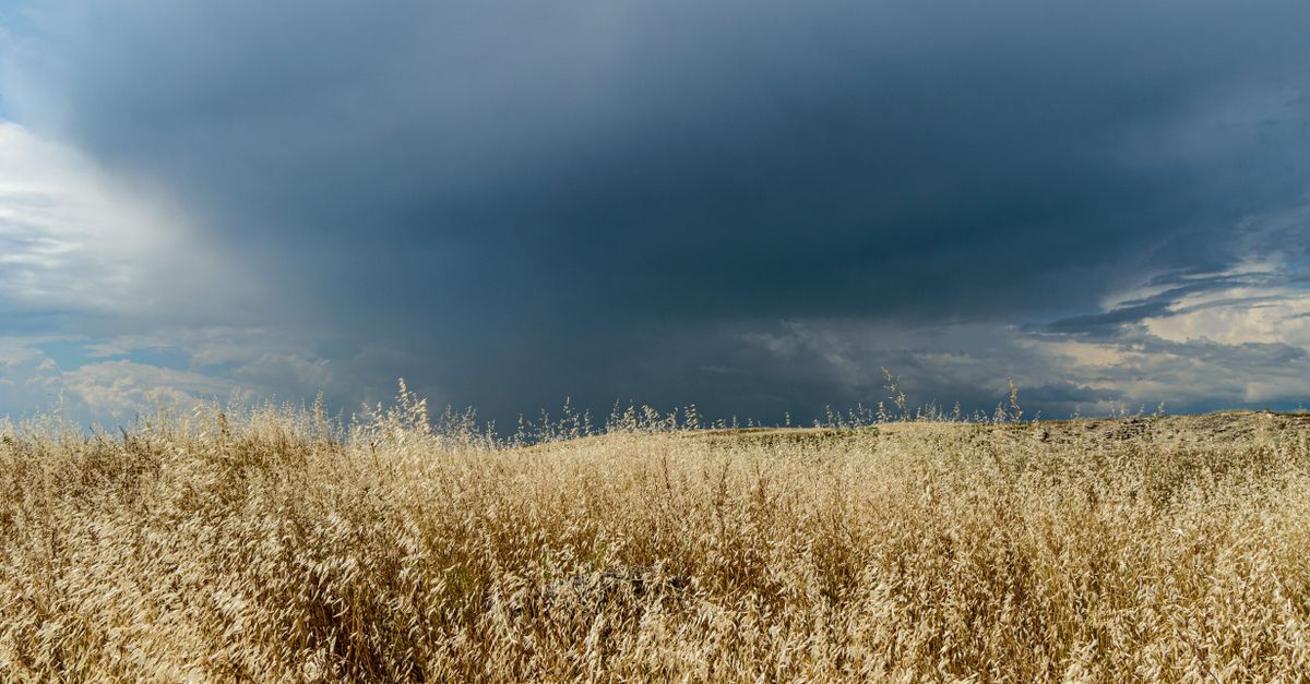 drought resistant crops in a field under a dramatic sky