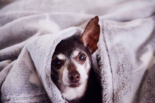 Free stock photo of background, blanket, brown dog